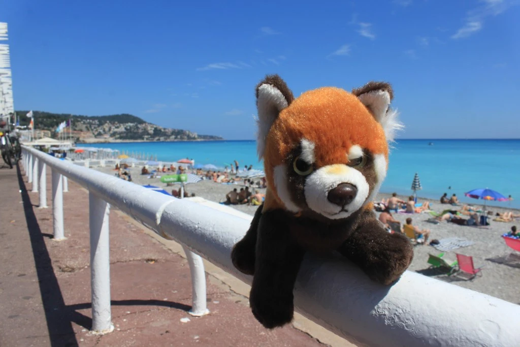 Panda in Nizza