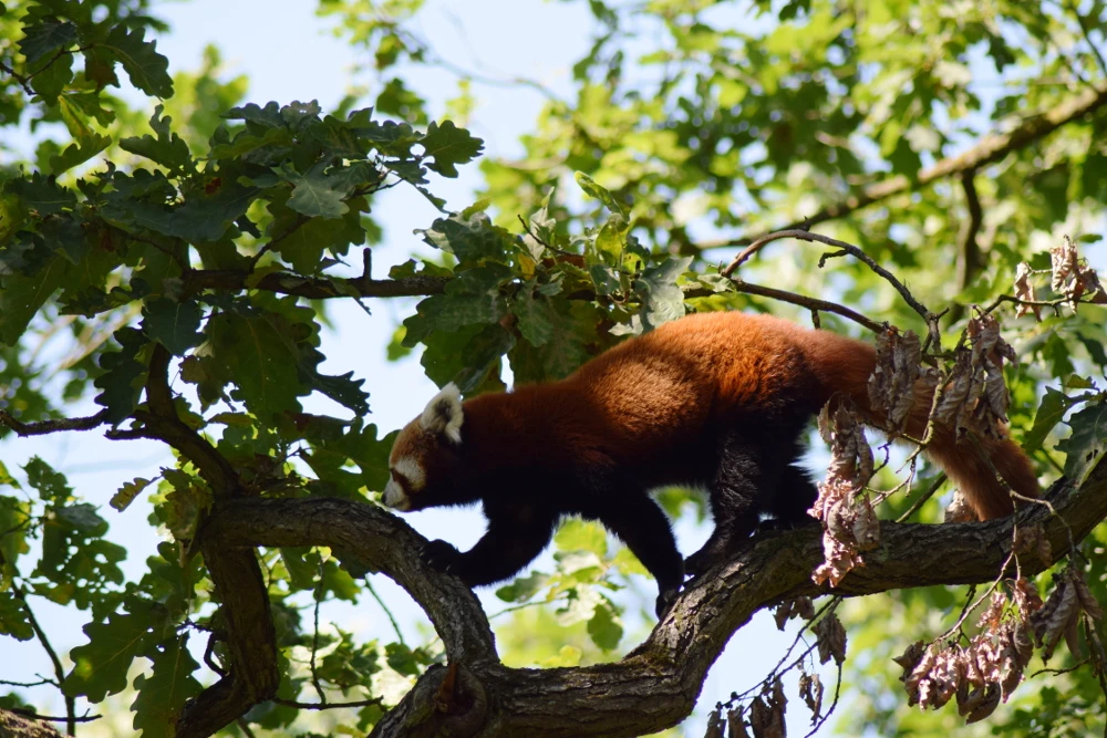 Tag der Adoptiveltern im Zoo Brünn