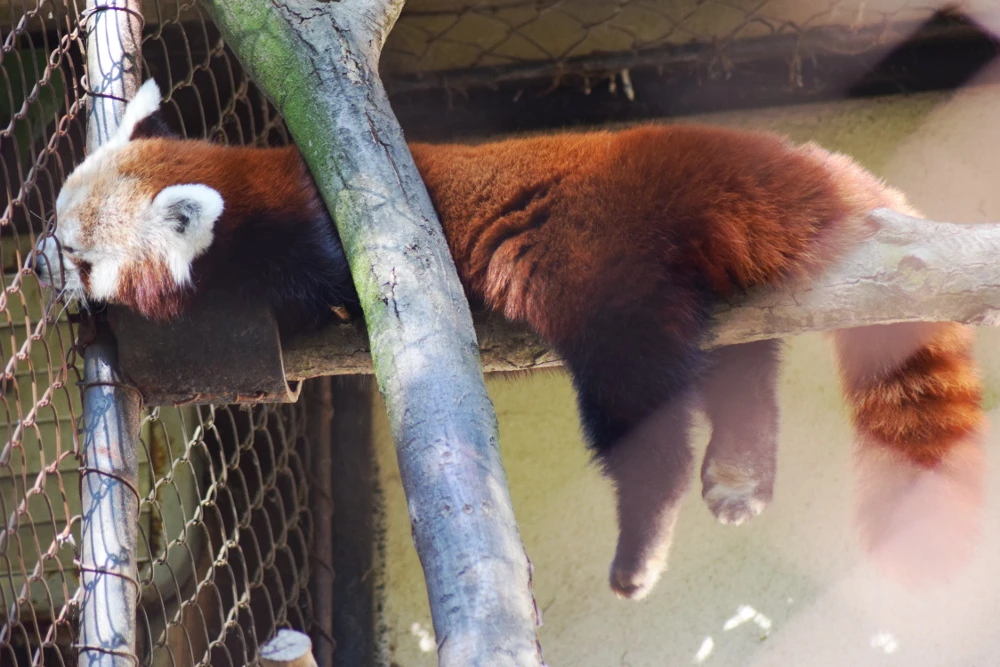 Tag der Adoptiveltern im Zoo Brünn