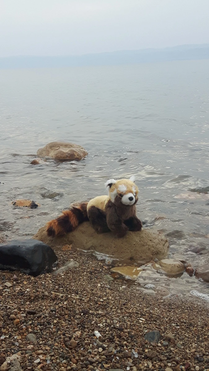Panda in Jordanien