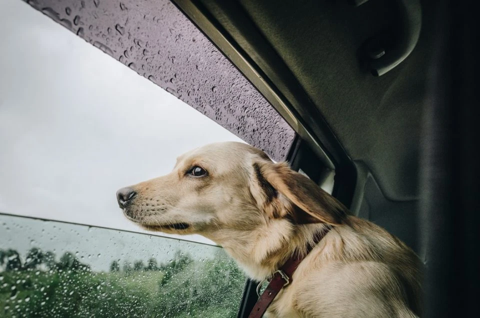 Hund im Auto