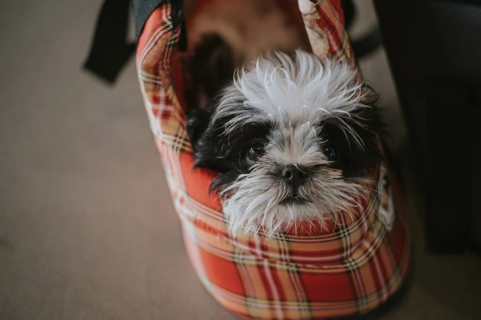 Hund in der Tasche