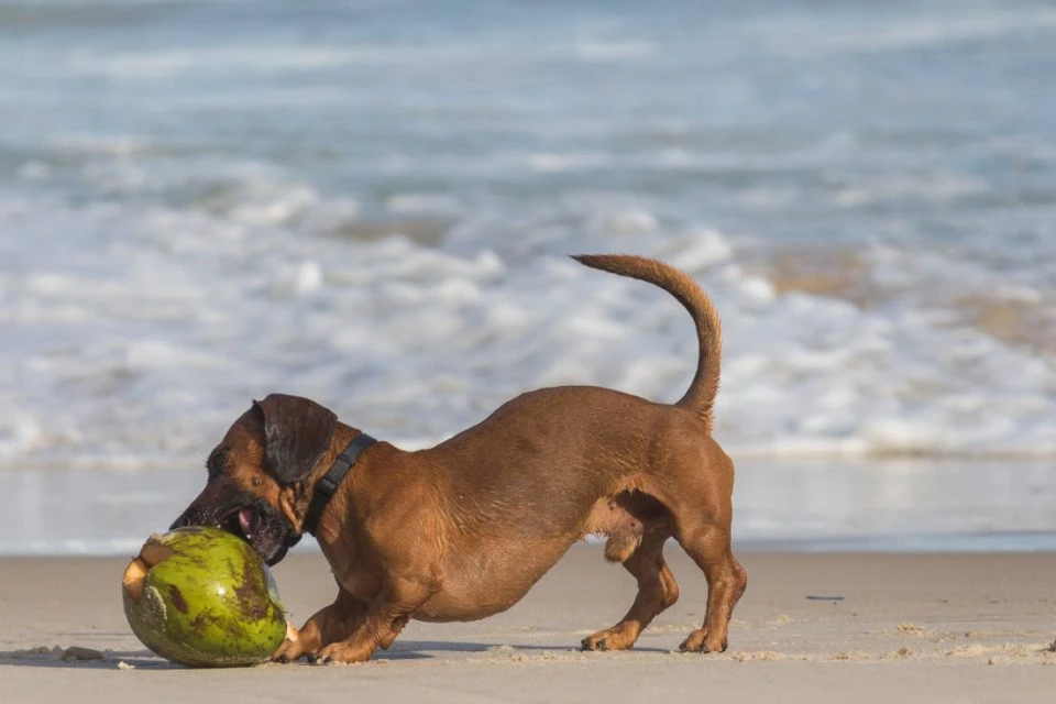 Urlaub mit Hund