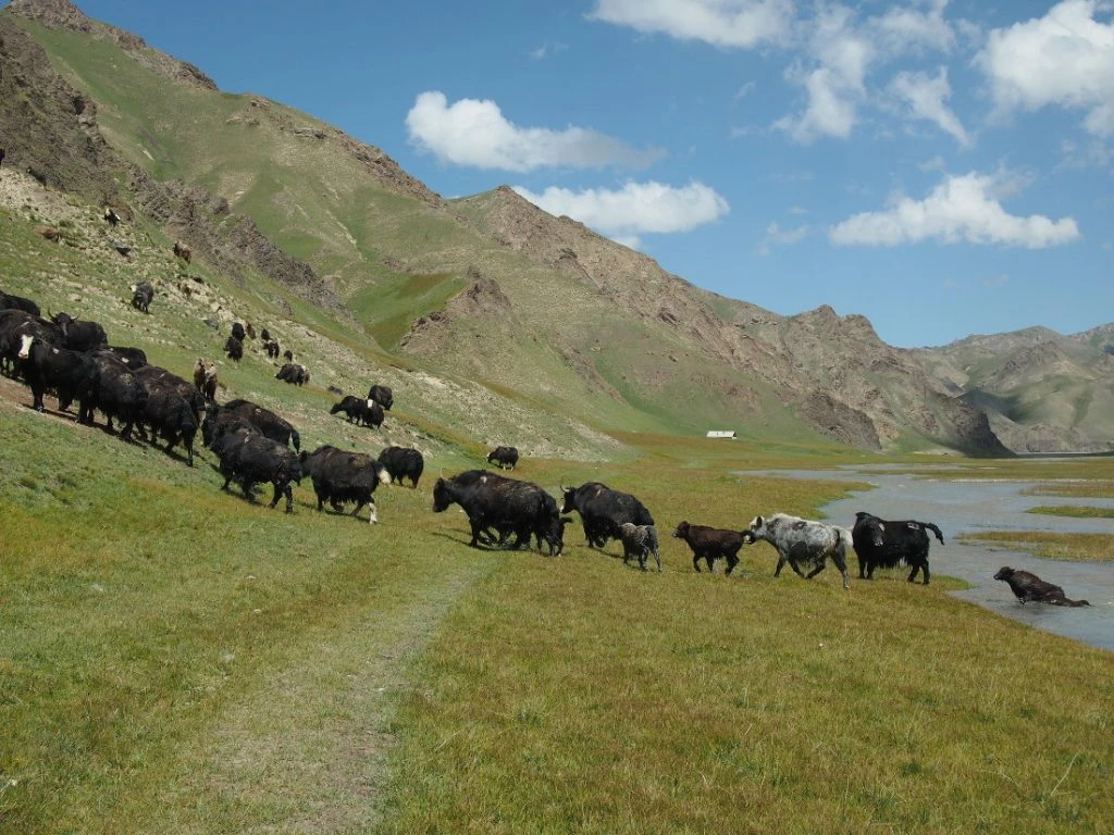 Kirgisistan - Yak-Herde