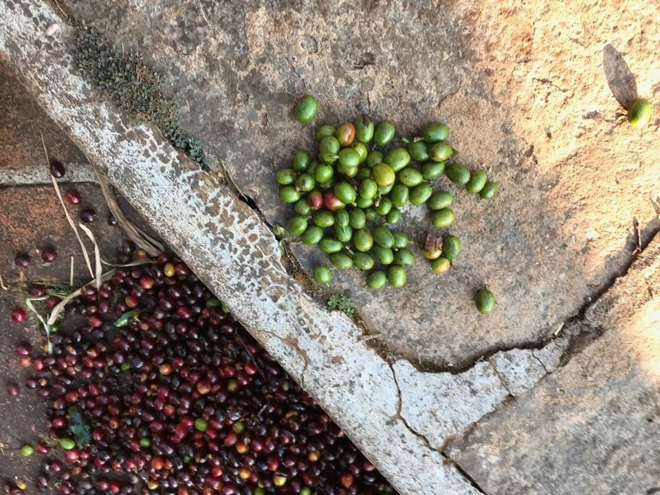 ungeröstete Kaffeebohnen von der Farm Měsíční hora, Chikmagalur, Indien